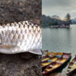 सातताल झील में मिली नई महाशीर प्रजाति, हिमालयी जैव विविधता अनुसंधान को मिला नया आयाम