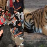 बाघ के खौफ से दहला इलाका, ग्रामीणों का फूटा गुस्सा—वन चौकी पर शव रखकर किया जाम